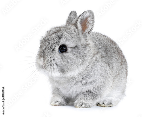 Gray rabbit bunny baby isolated on white background