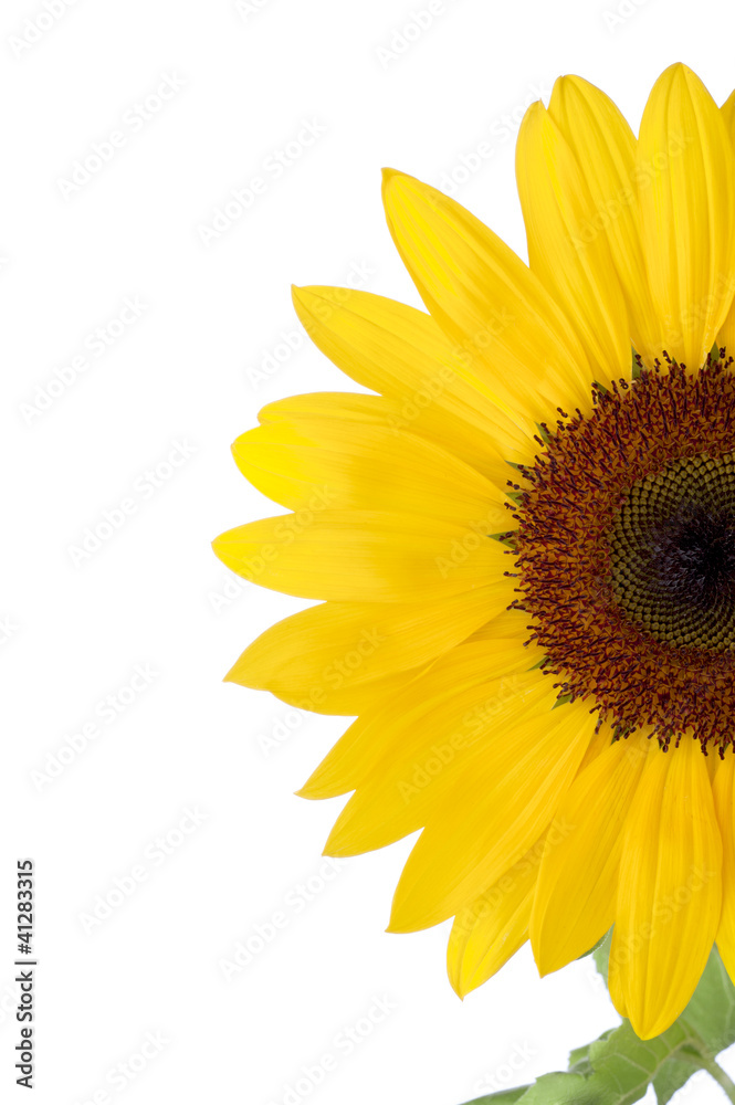 Fototapeta premium Sunflower closeup