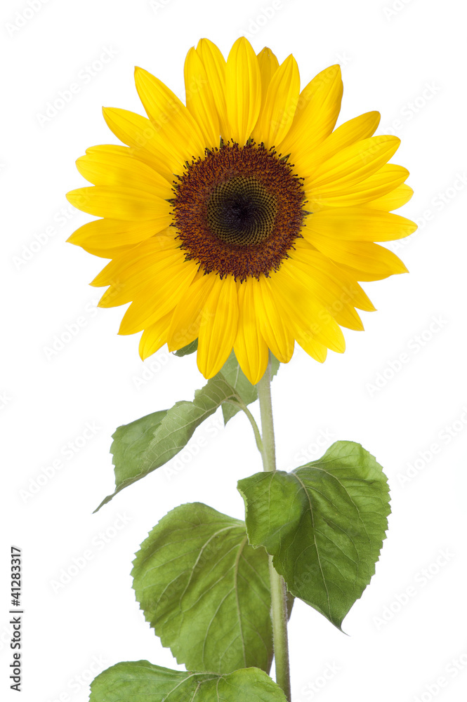 Naklejka premium Słonecznik