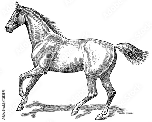 The style walk a horse. Gallop (left)