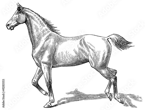 The style walk a horse. Gallop (right).