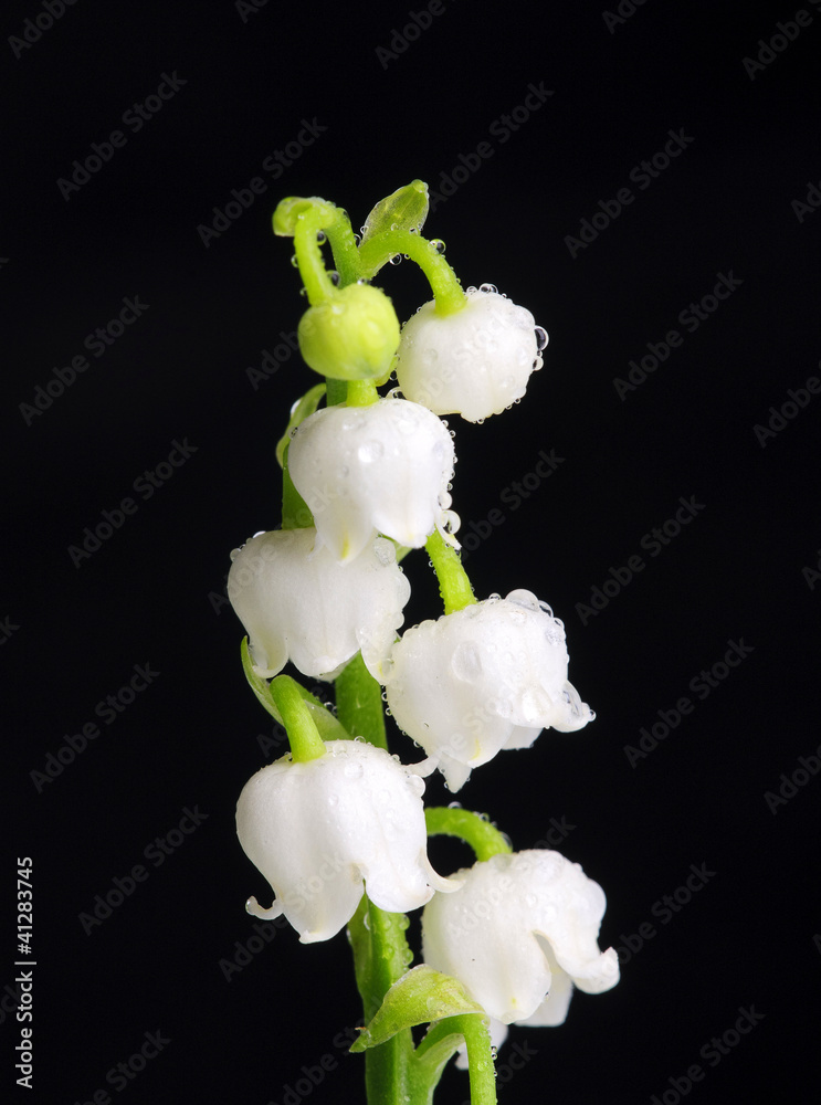 Lily