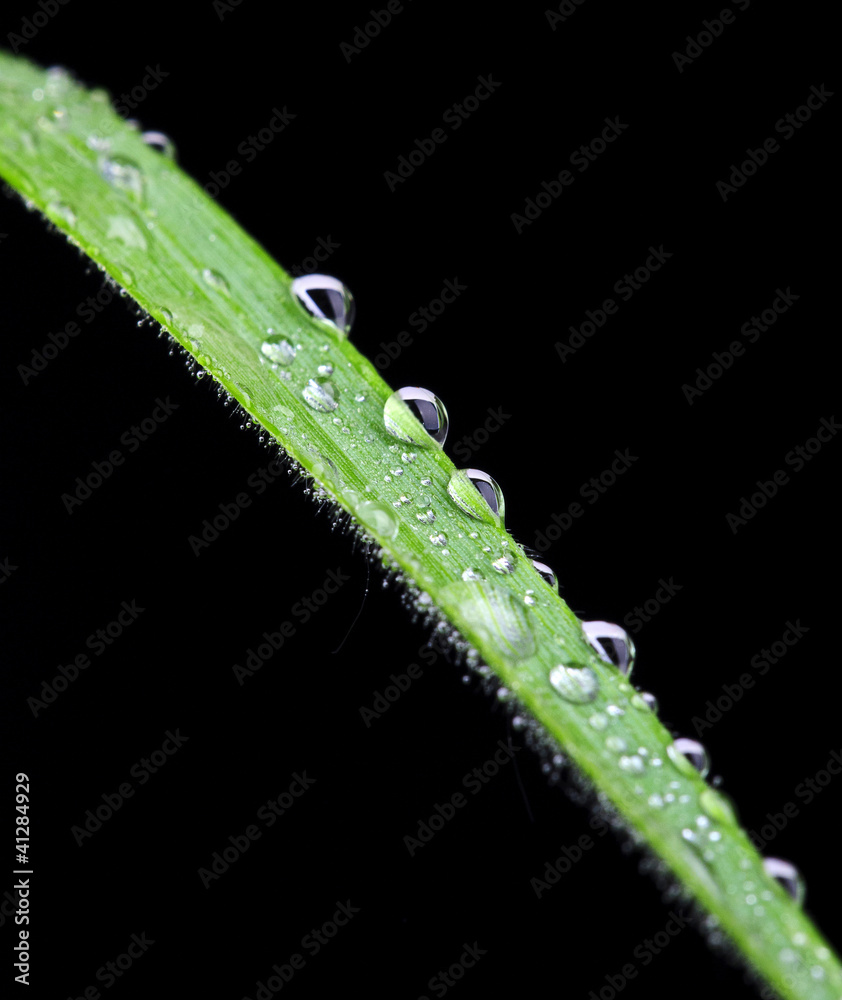 Dew