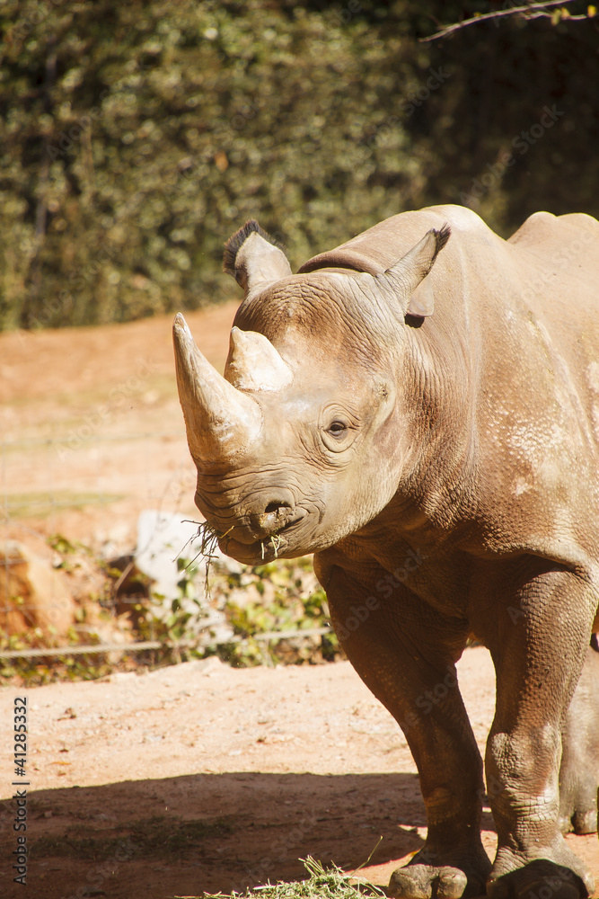 Fototapeta premium Rhinocerous Munching Grass