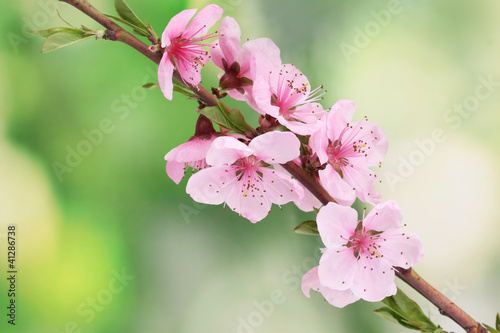 beautiful pink peach blossom on green background