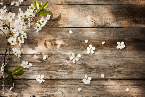 spring flowers on wooden background