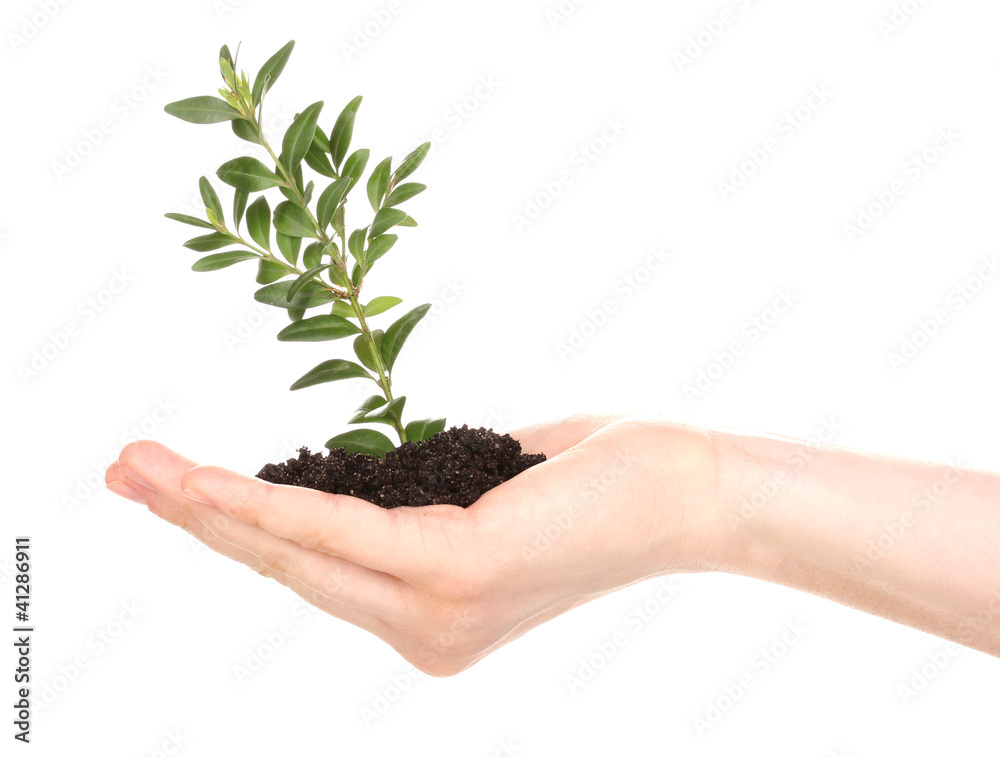 Young plant in hand isolated on white Young plant in hand isolated on white