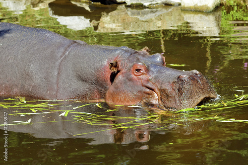 Closeup of Hippopotamus amphibius in water