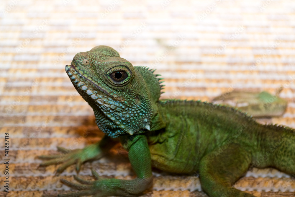 Obraz premium Iguana closeup
