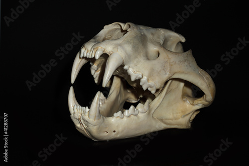 Left view of male lion skull