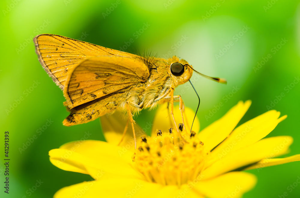 butterfly macro in green nature butterfly macro in green nature