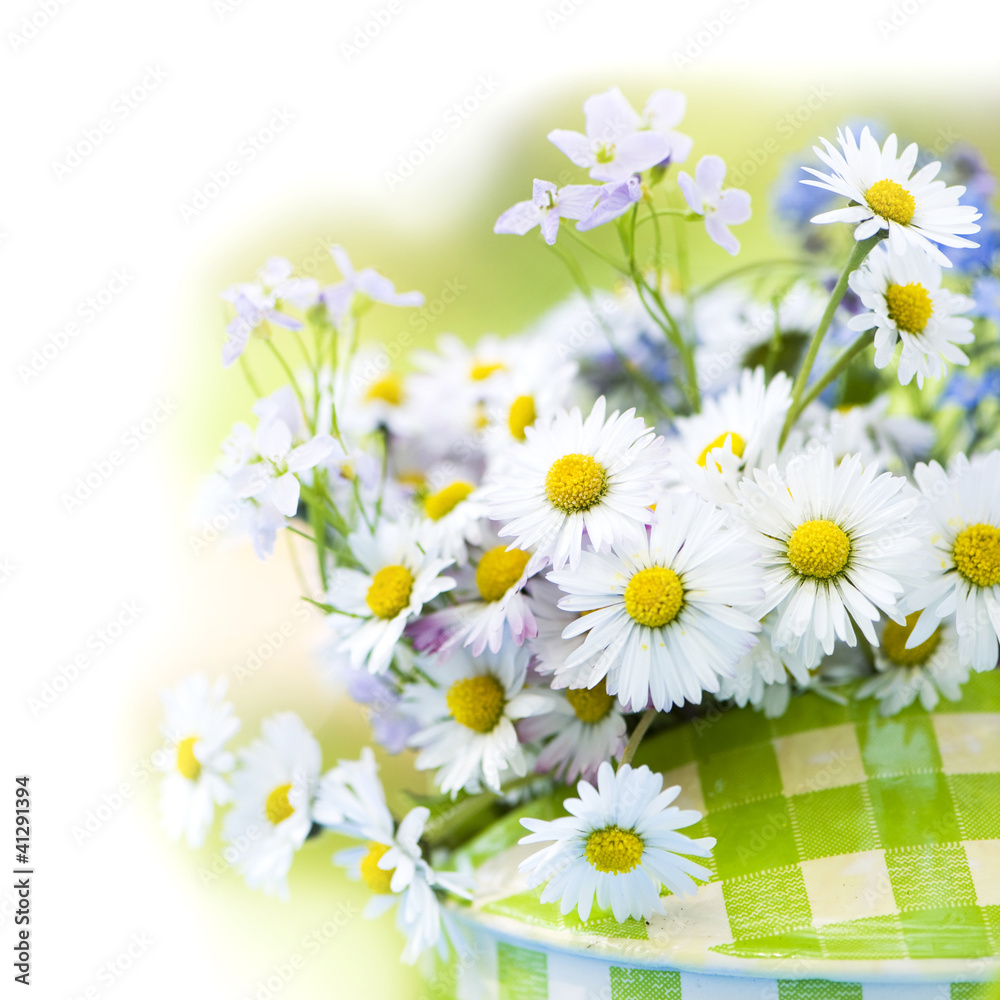 Fototapeta premium Gänseblümchen