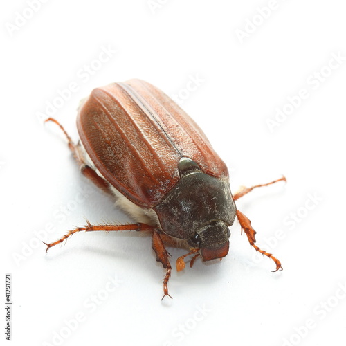 Common cockchafer (Melolontha melolontha)