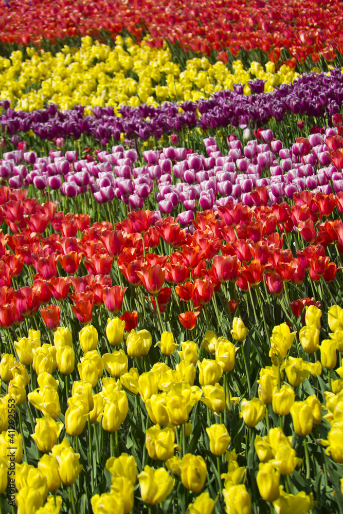 Tulip meadow on the hillside