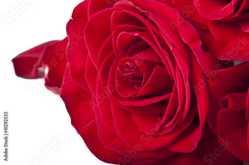 Beautiful red rose close-up