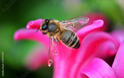 bee with raindrops on wings