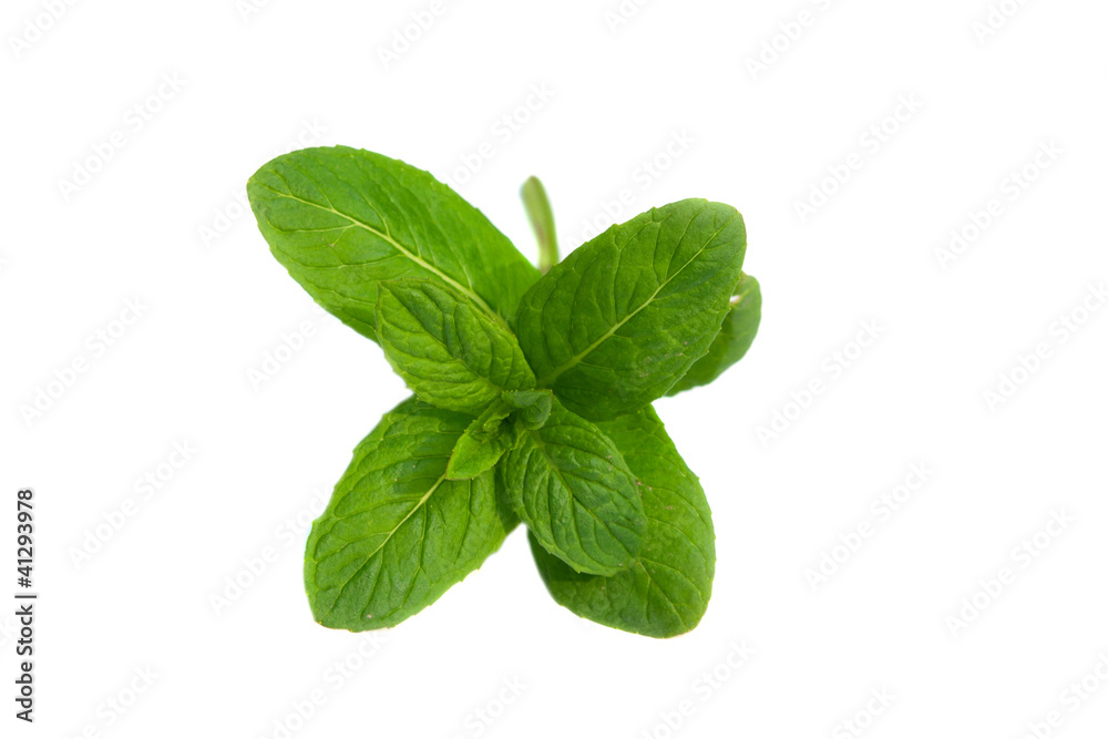 mint isolated mint isolated
