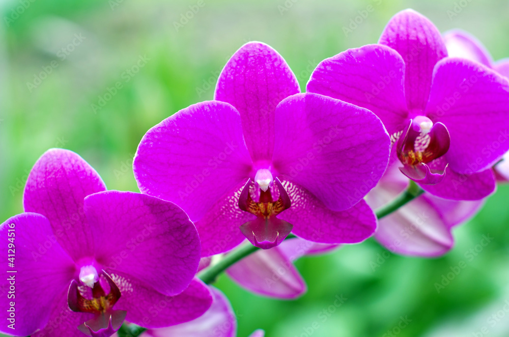 orchid orchid