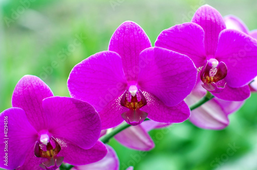 orchid