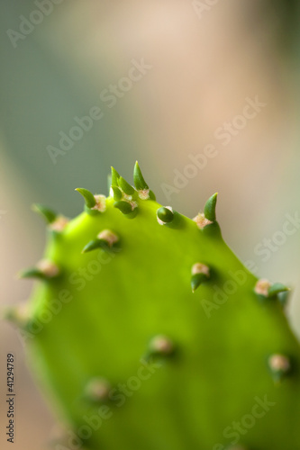 Cactus, cactée, gros plan, macro, végétal, jardin, parc