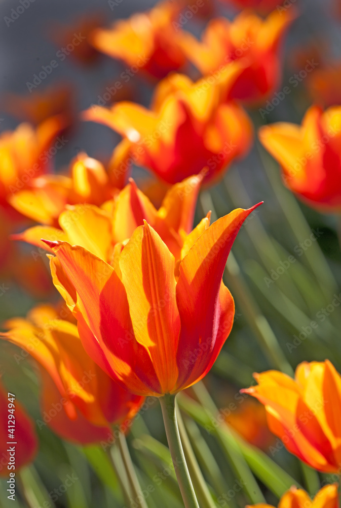 Fototapeta premium Orange tulips