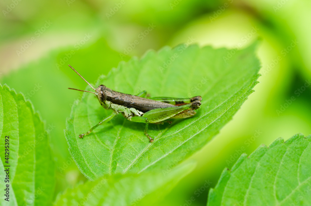grasshopper macro in green nature grasshopper macro in green nature