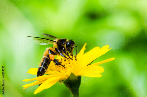 bee in macro green nature © sweetcrisis