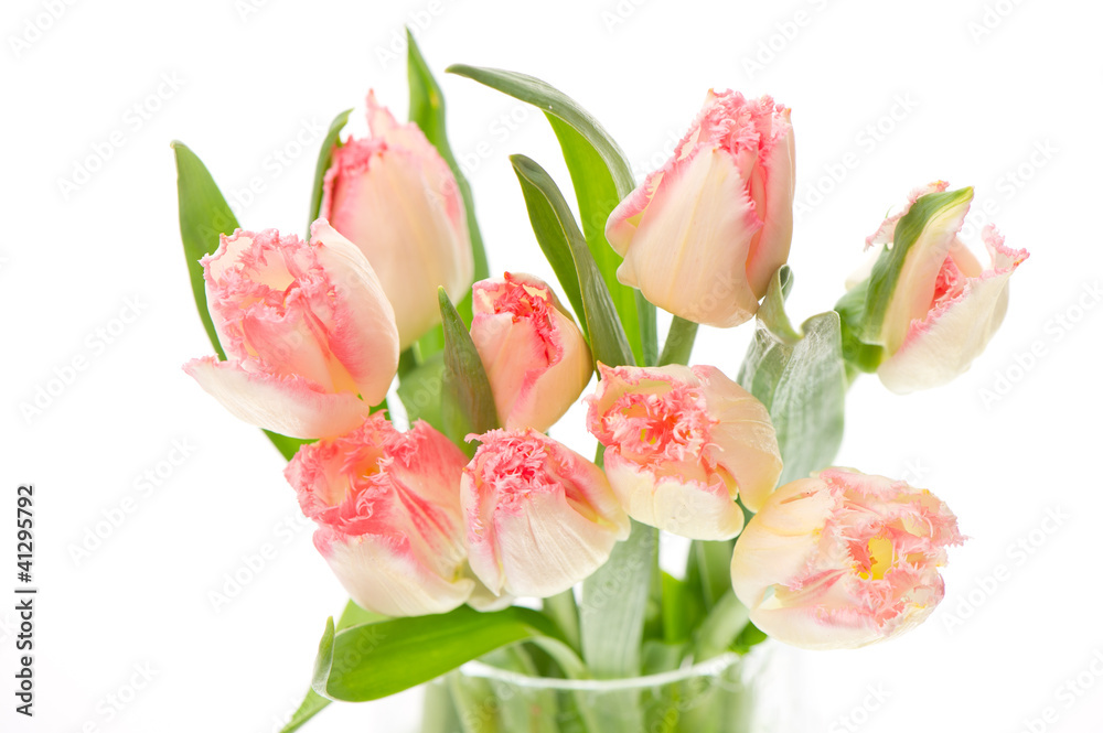 Frische Tulpen. Frühlingsblumen