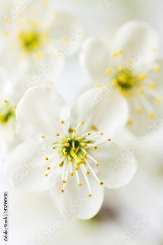 Fényképezés White cherry blossoms.