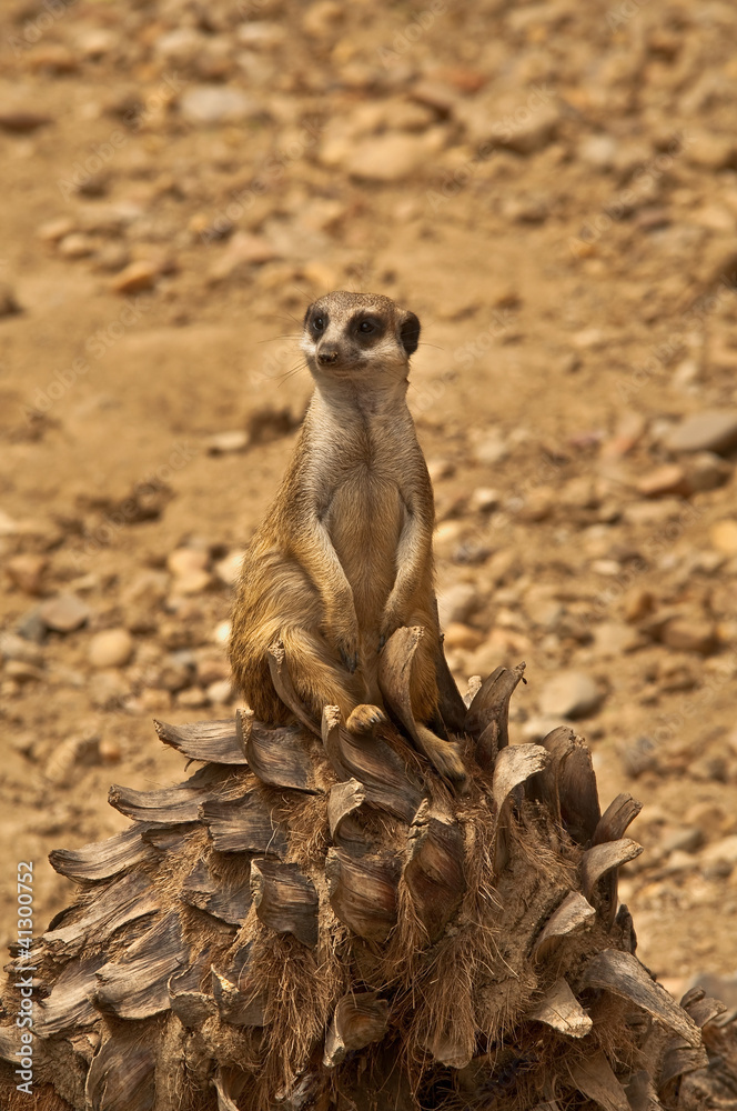 Fototapeta premium Suricata