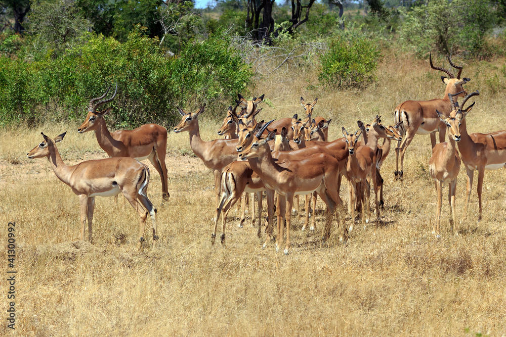 Impala Herde Impala Herde