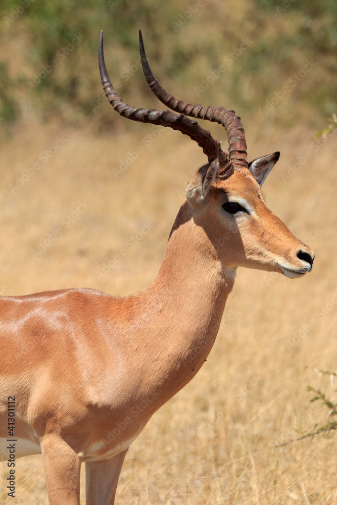 Impala Impala