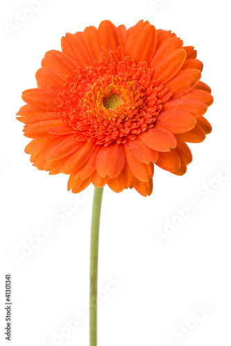 Beautiful daisy gerbera