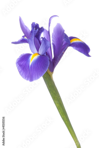 Blue iris or blueflag flower