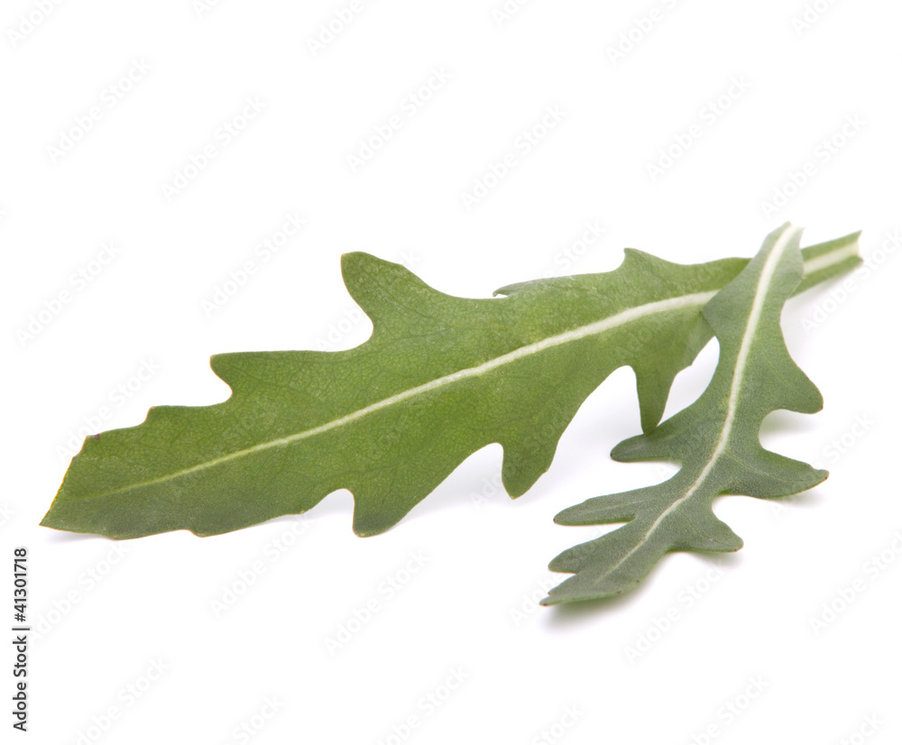 Fototapeta premium Sweet rucola salad or rocket lettuce leaves