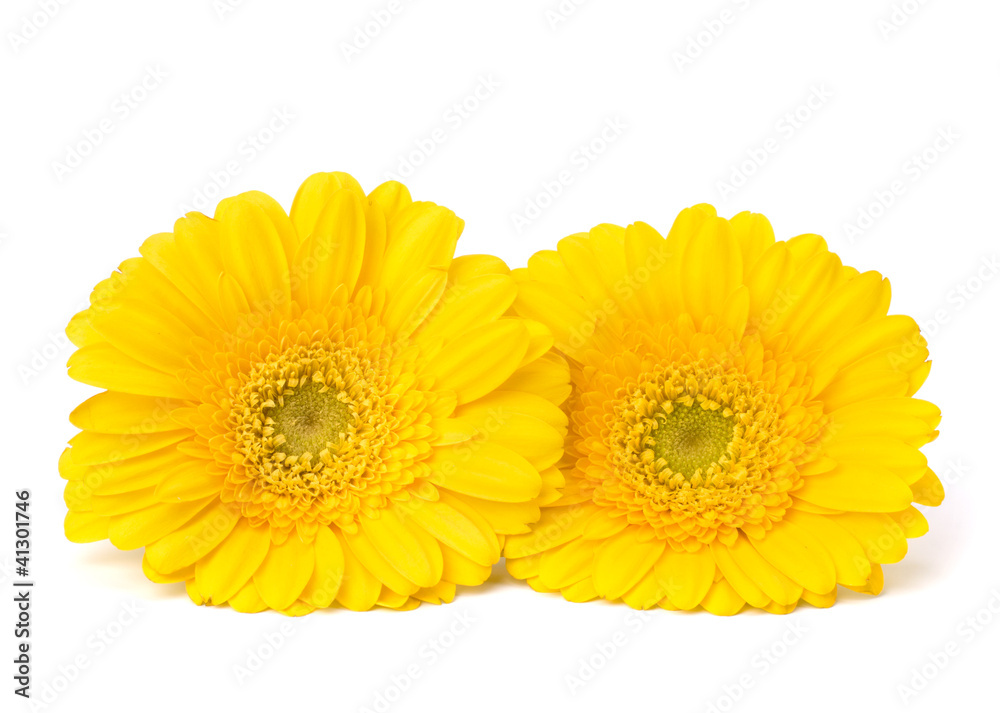 Beautiful daisy gerbera flowers Beautiful daisy gerbera flowers
