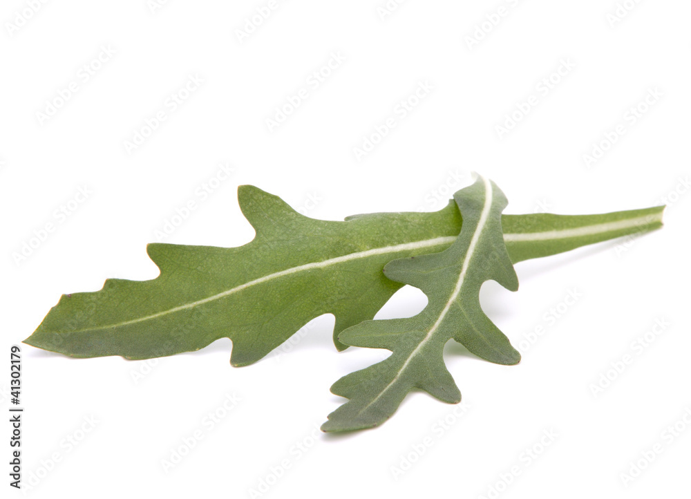 Sweet rucola salad or rocket lettuce leaves Sweet rucola salad or rocket lettuce leaves
