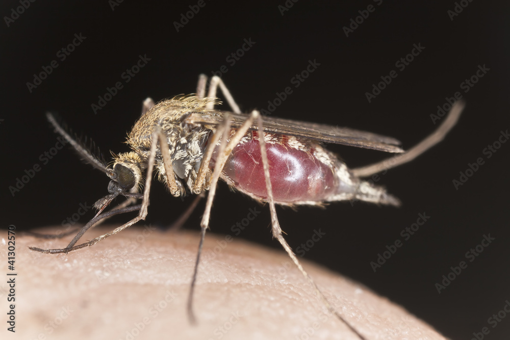 Mosquito sucking blood, extreme close-up with high magnification Mosquito sucking blood, extreme close-up with high magnification
