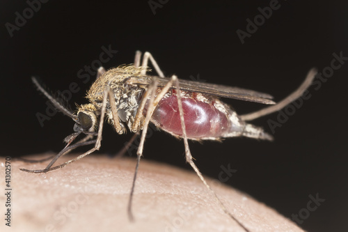 Mosquito sucking blood, extreme close-up with high magnification