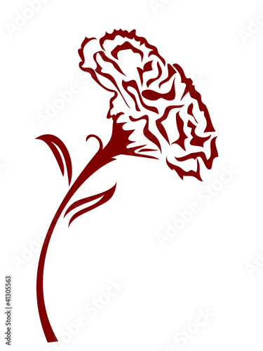 carnation flower #41305563