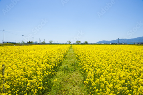 菜の花畑