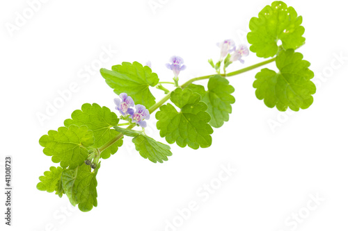 Gundelrebe (Glechoma hederacea) liegend auf weißem Hintergrund photo