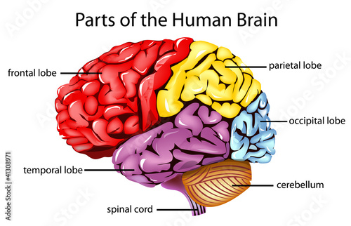 Human brain