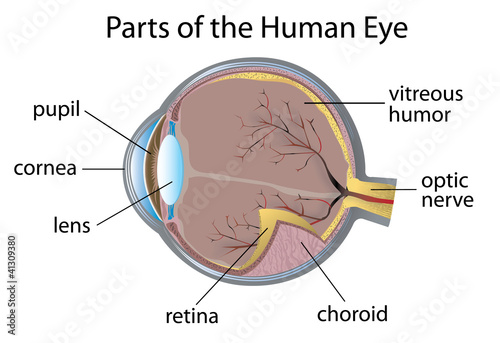 Human eye