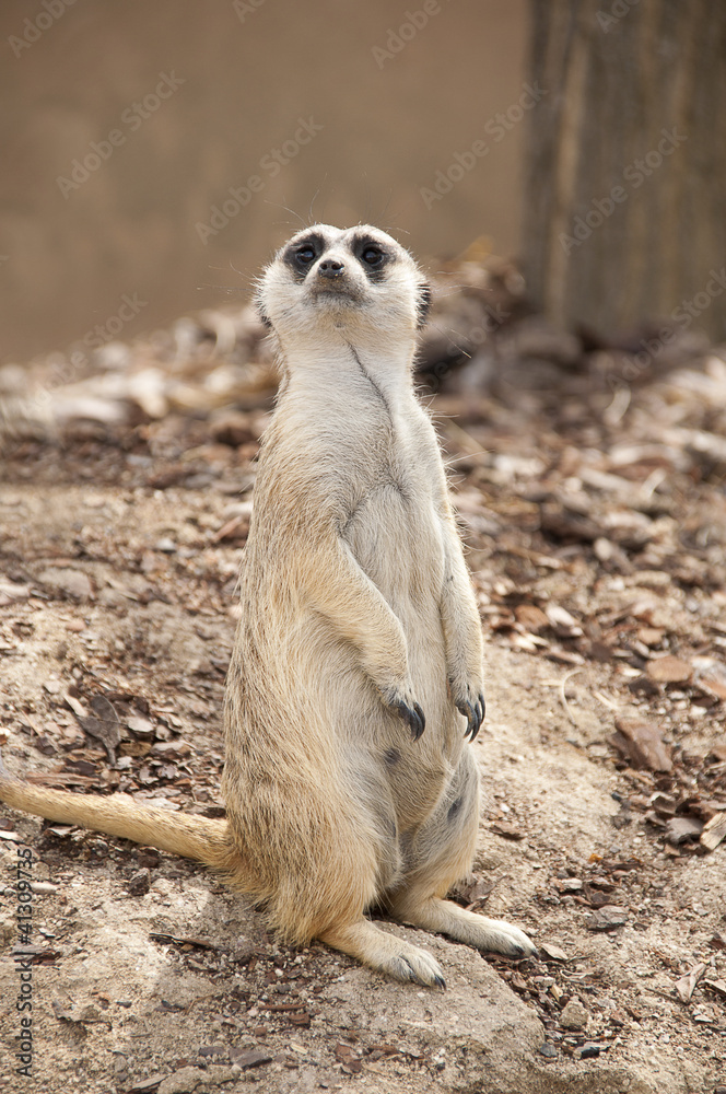 Fototapeta premium Suricata suricatta