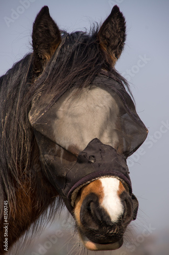 Fly mask