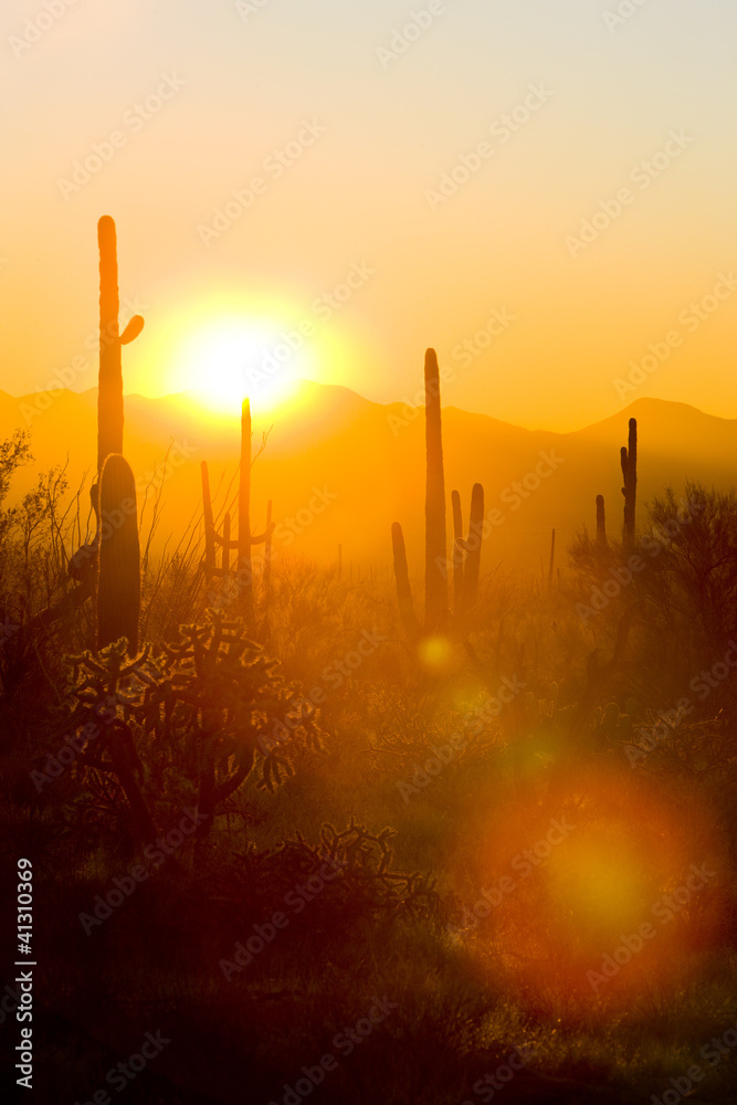 sunset in Saguaro National Park, Arizona, USA