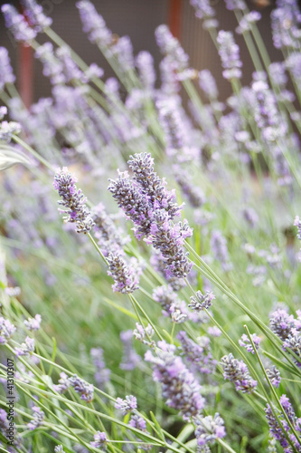 Fototapeta Naklejka Na Ścianę i Meble -  Lavender flower field