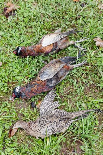 excludes of caught pheasants