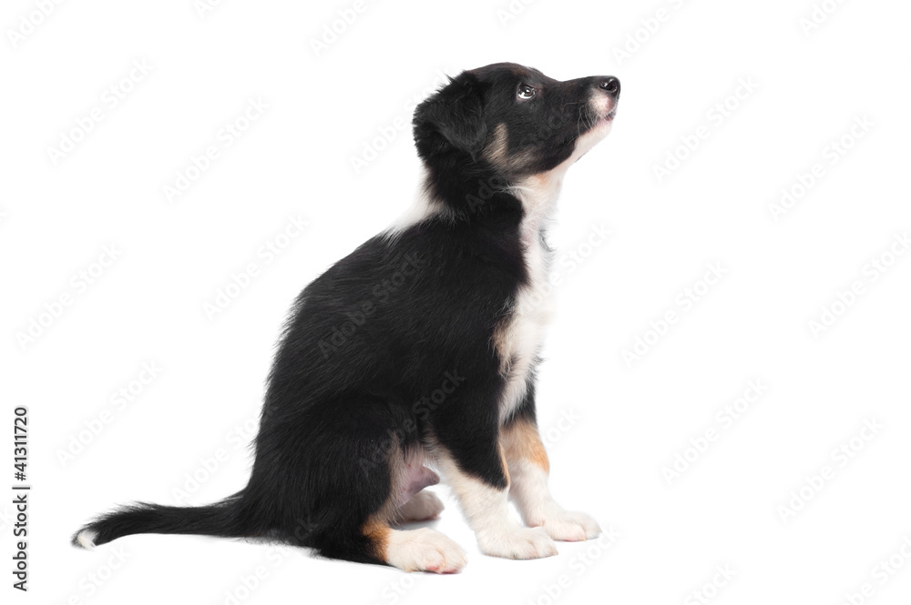 Border Collie puppy, 7 weeks old isolated on the white